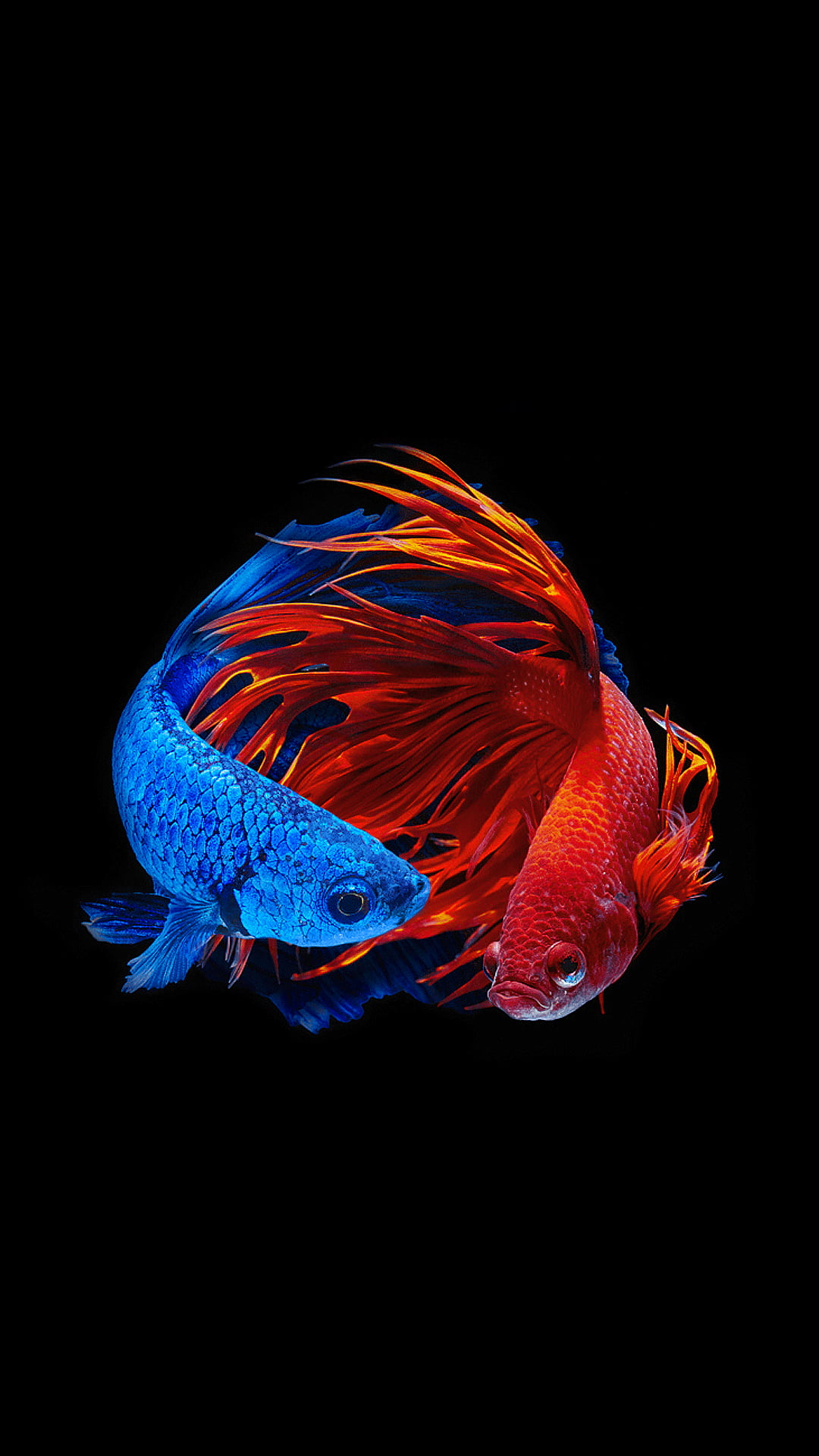 赤と青の熱帯魚 Iphone14 スマホ壁紙 待受画像ギャラリー