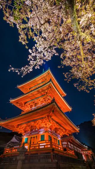 京都 清水寺の夜桜