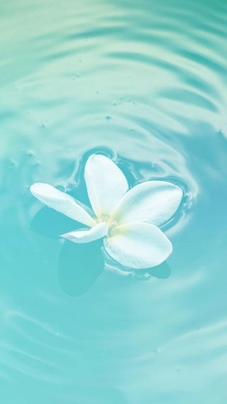 水に浮かぶ白い花