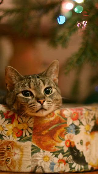 【128位】猫のクリスマス