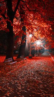 秋の夜の公園