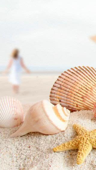 浜辺の貝殻