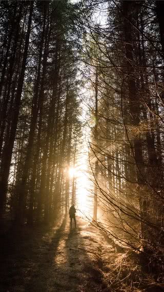 森の夕日