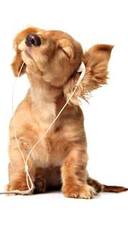 音楽を聞く犬