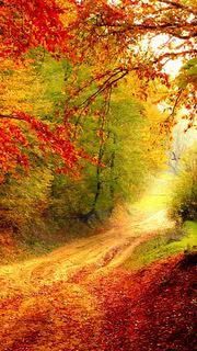 色鮮やかな秋の森