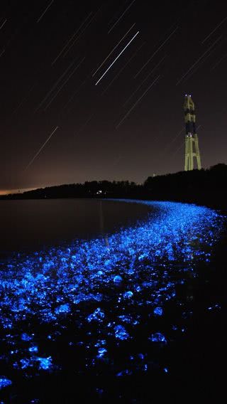 【幻想的な景色】青く輝く夜の浜辺