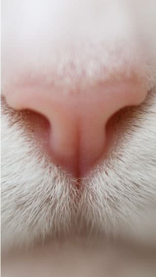ネコの鼻