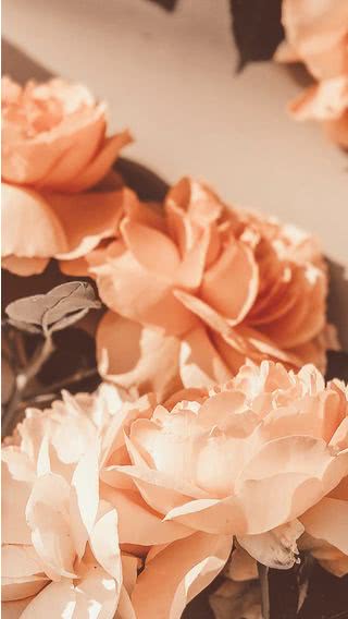 花 | セピア色の写真