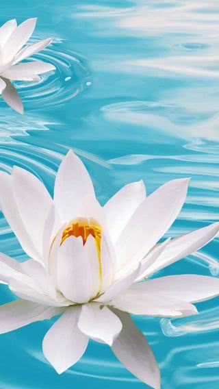 水に浮かんだ白い花
