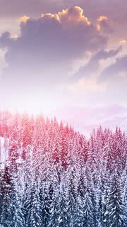 森の雪化粧