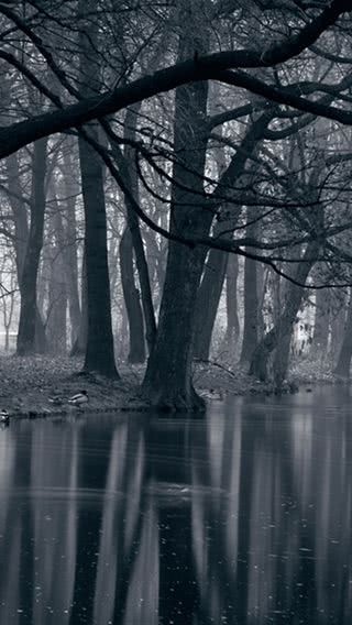 灰色の森