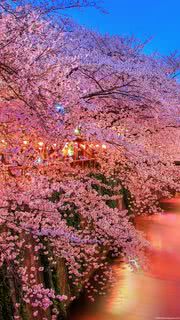 夜桜