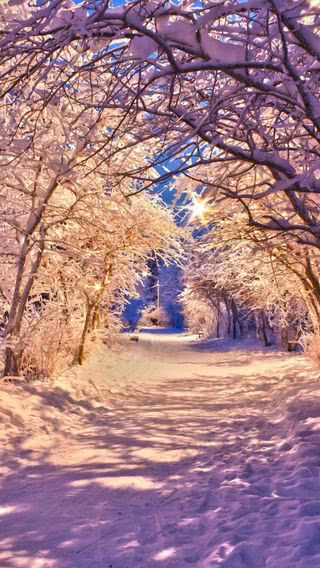 雪に包まれた冬の森