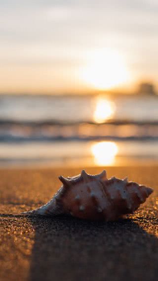 夕暮れの浜辺に貝殻