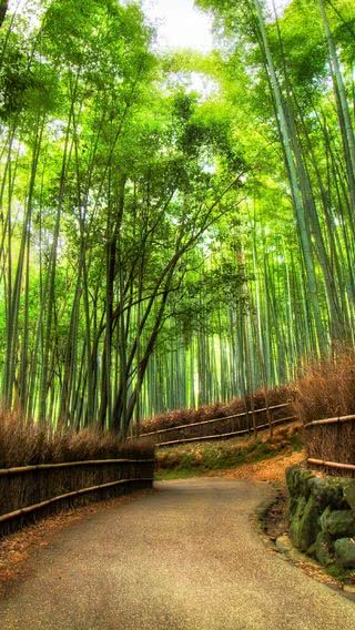 涼し気な竹林