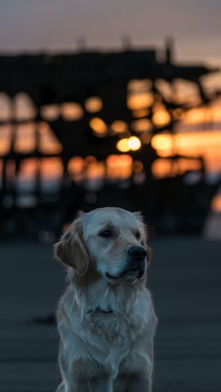 犬と夕焼け