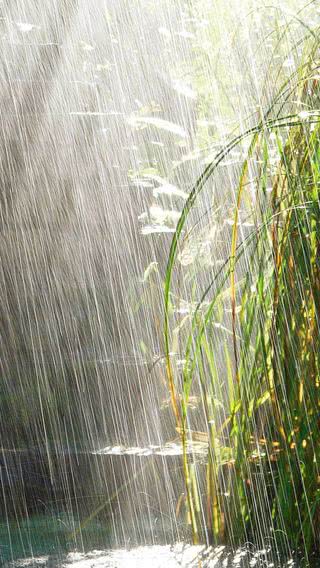 雨