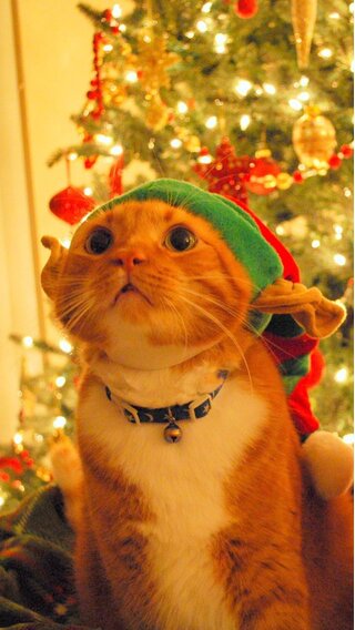 猫のクリスマス