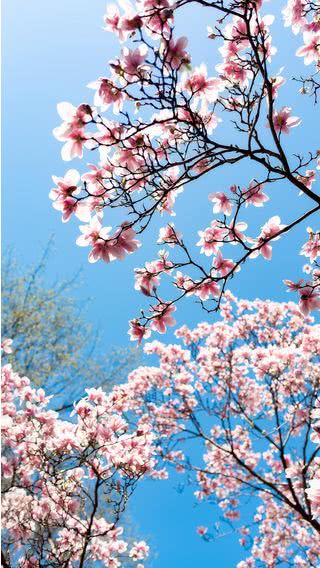 桜の花