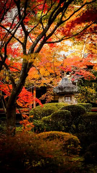 秋の日本庭園