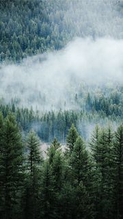 朝の森に霧