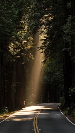 森の中の道路