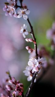 桜の花