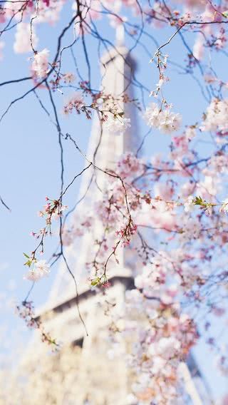 パリの桜