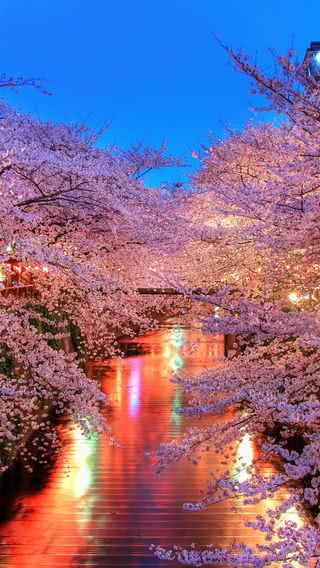 川辺の夜桜