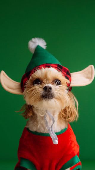 犬のクリスマス