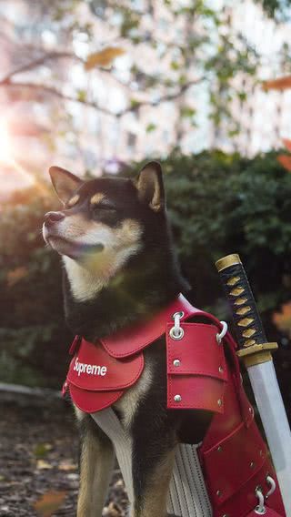 犬 - Supreme