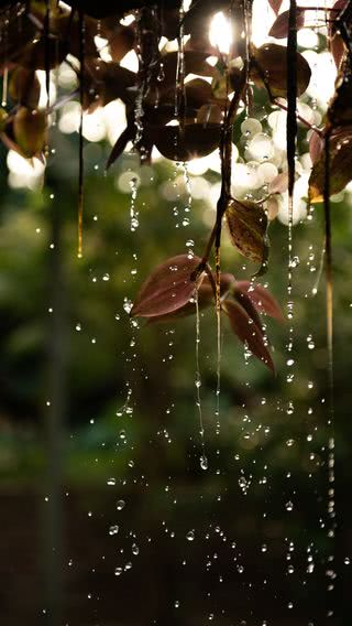 雨