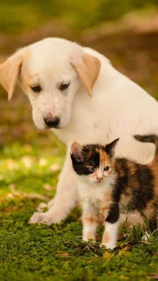 猫と犬