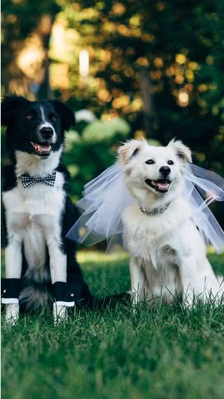 犬の結婚式