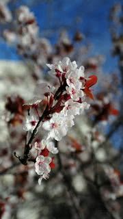 花の壁紙