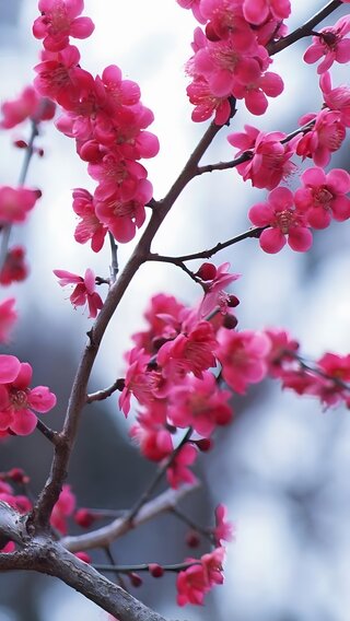 梅の花