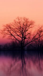 Lake trees