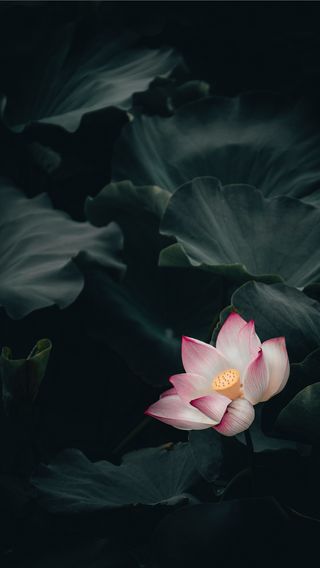 Lotus