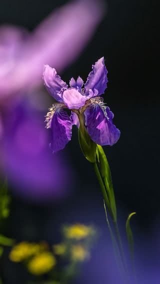 紫色のアイリスの花