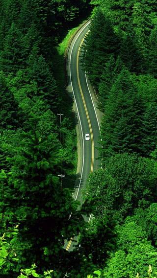 森の道路