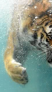 Angry Tiger Underwater