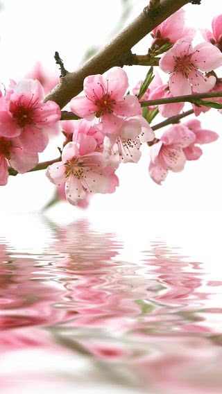 水辺の桜