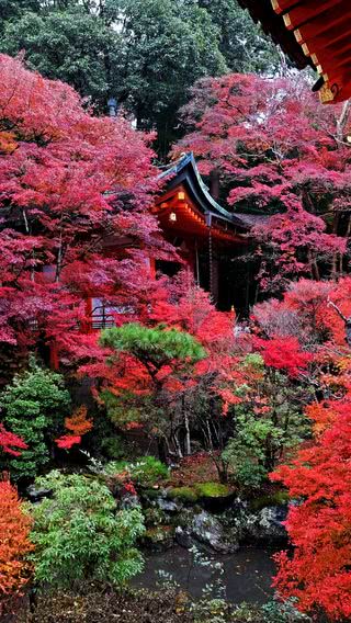 京都の秋