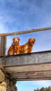 二匹の犬 | 動物のスマホ壁紙