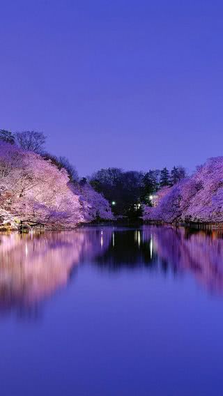 水辺の夜桜