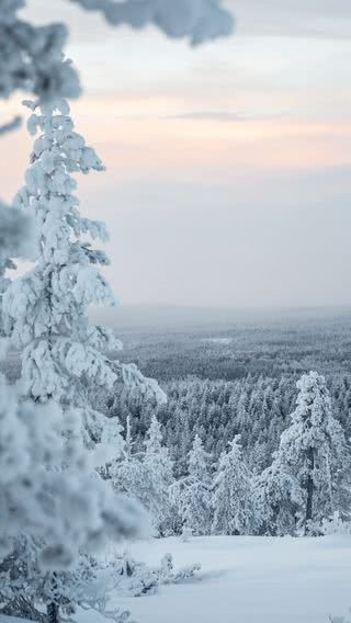 雪原