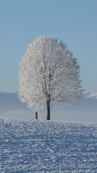 雪