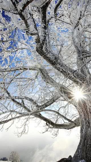 雪に包まれて真っ白な木