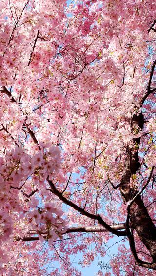 満開の桜