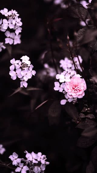 花